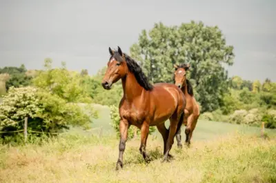 Komplex lovardairányító szoftverünk neked szól